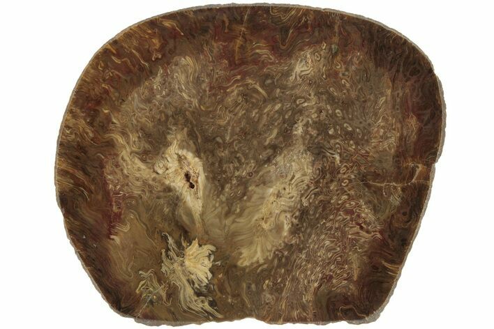 Polished, Jurassic Petrified Tree Fern (Osmunda) Slab - Australia #185170